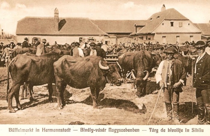 Sibiu-Targ de bivolite