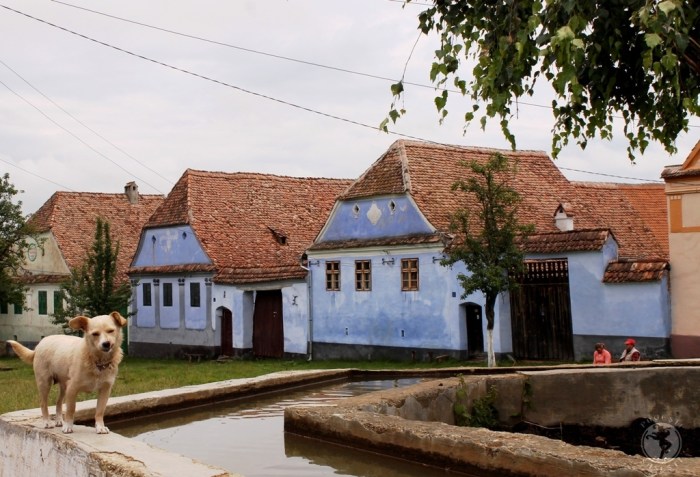 Uliță idilică în Viscri/Deutsch-Weisskirch, satul care pe 2013 a anunțat de 30 de ori mai mulți turiști decât numărul de locuitori. De când Prințul Charles a cumpărat o proprietate în sat și organizația pe care o patronează, Mihai Eminescu Trust, se ocupă de conservarea patrimoniului local, satul a devenit un magnet pentru turiști, caz impresionant pentru peisajul românesc.