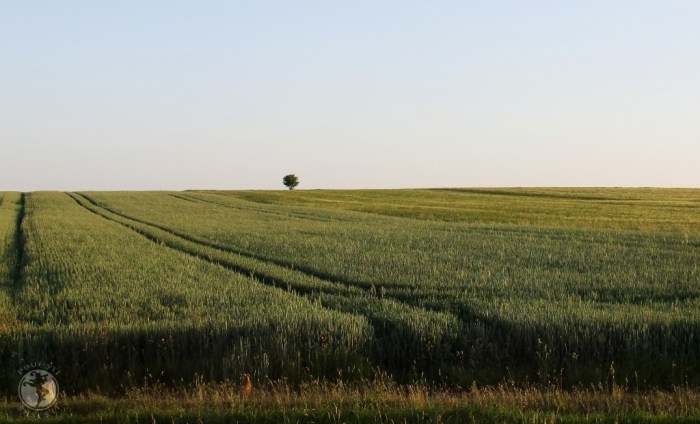 Foto: Mihaela Kloos-Ilea